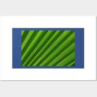 Green palm leaf close-up Posters and Art